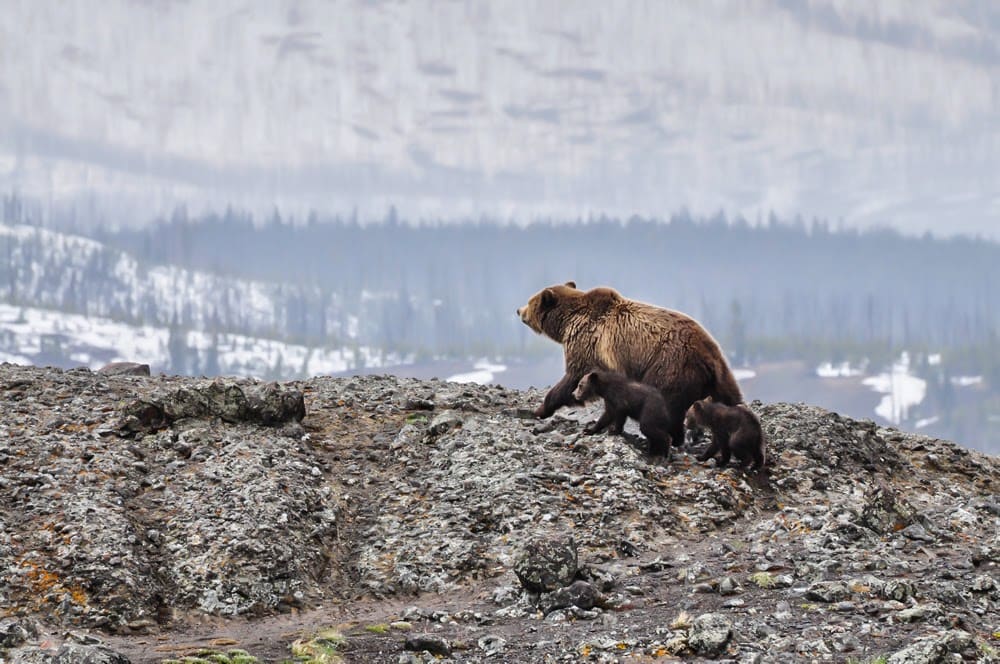 Bears Out of Their Dens